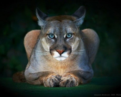 Foma I Lilitt Fokich