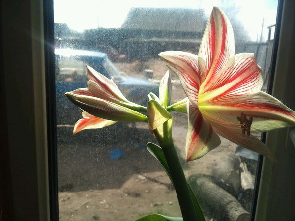 Матаей Павлов