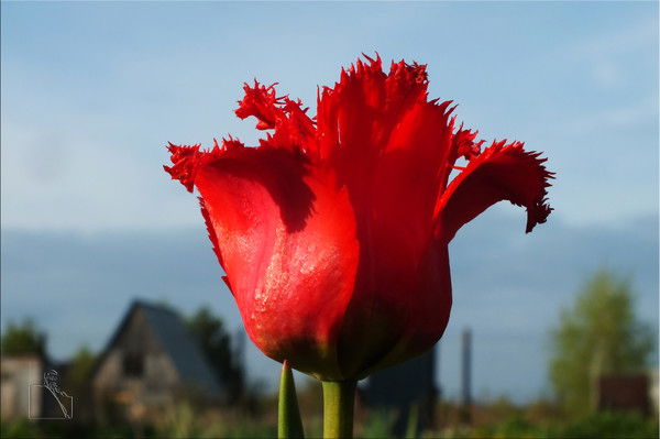 Светлана Литавина