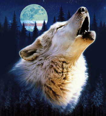 Жамиль Шамсутдинов