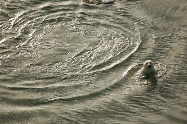 Николай Винокуров