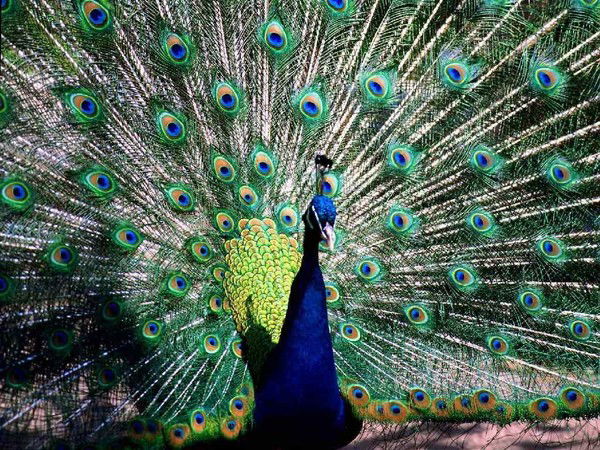 Виктория Викки