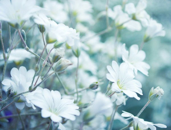 Алсу Хафизова