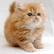 Юлия Понкрашова