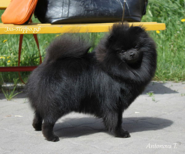 Эльвира Захарова