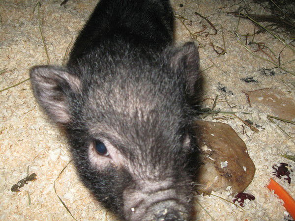 Игорь Антипов