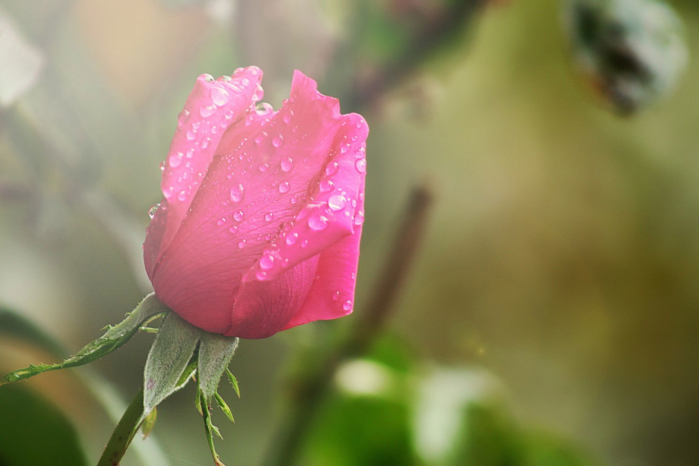 Катюшка Котова