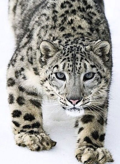 Аркадий Саакян