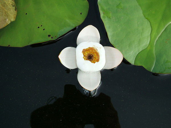 Ийская Сош Моу