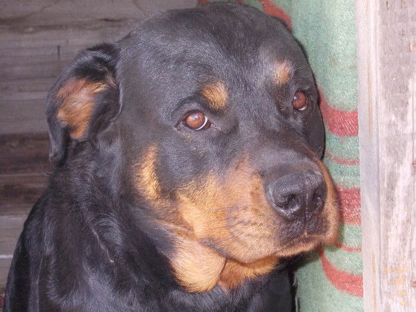 Елена Перемыслова