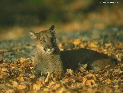 Наталия Никитина