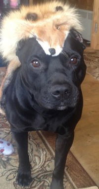 Данила Гавриков