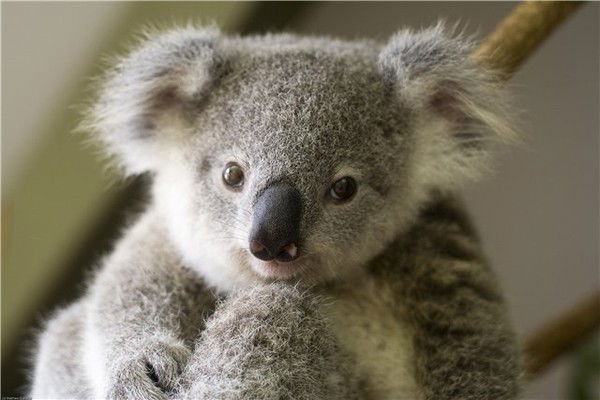 Владимир Нехаев