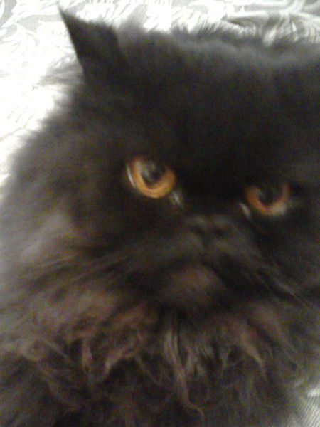 Евгений Шуин