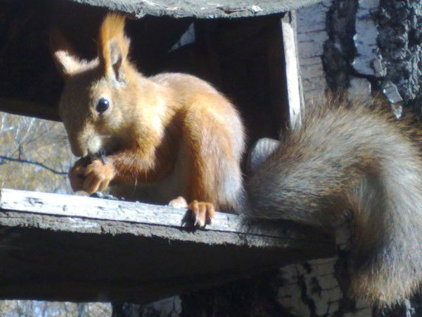 Анатолий Ивановский