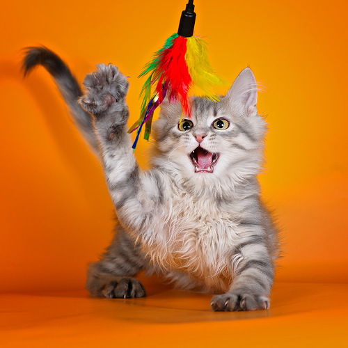 S@cura Солнечная