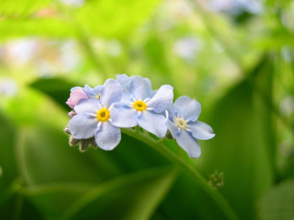 Наталья Фёдорова