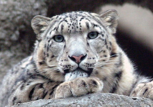 Сталбек Кушчубаев