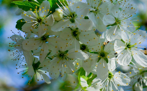 Ольга Никонова