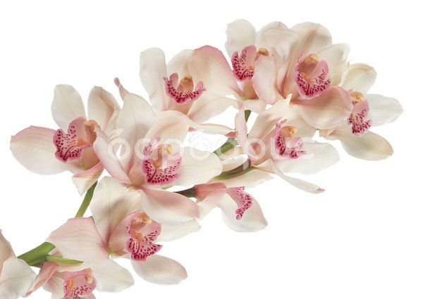 Елена Лебедева