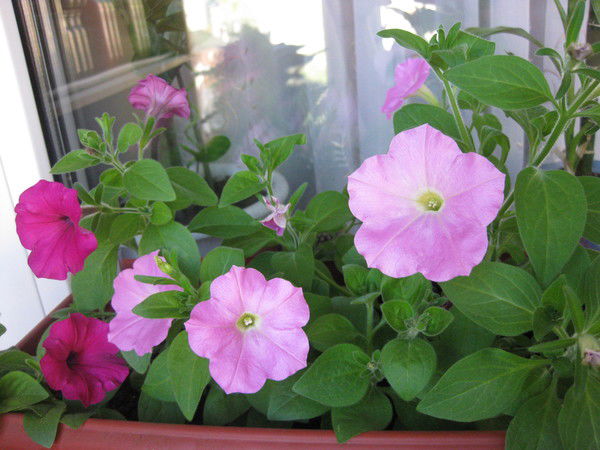 Светлана Афанасова