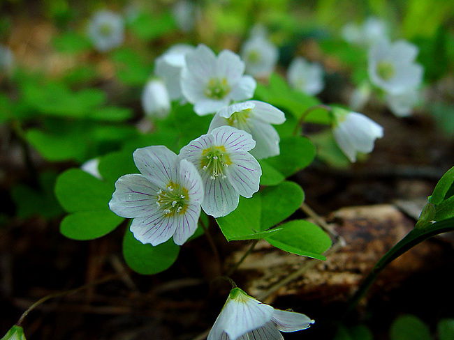Ирина Сухорущенко