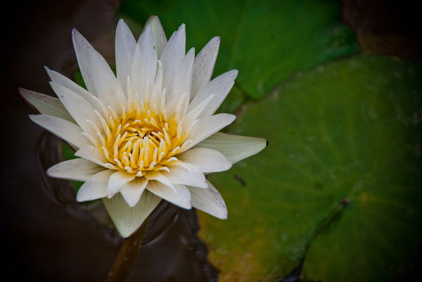 Тамара Варфоломеева