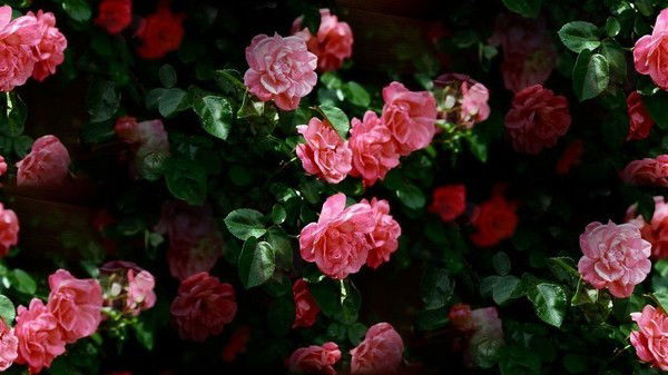 Юля Старжинская