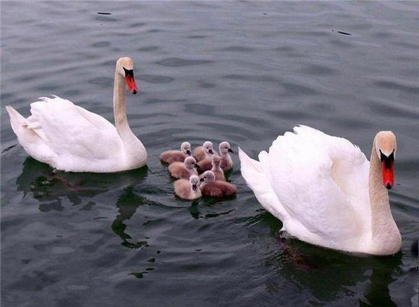 Хасенова Асема