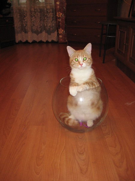 Анна Петрова