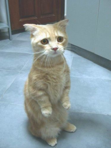 Юля Пахомович