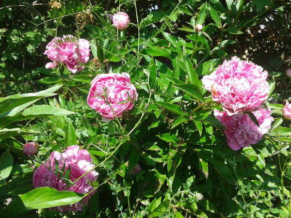 Ираида Старикова