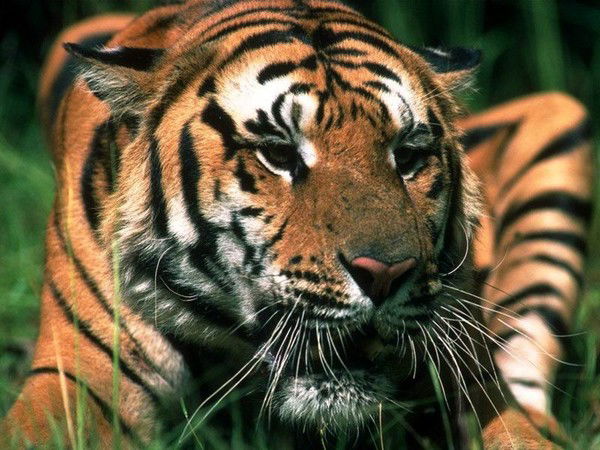 Наталья Петухова