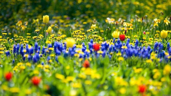 Владимир Орлов