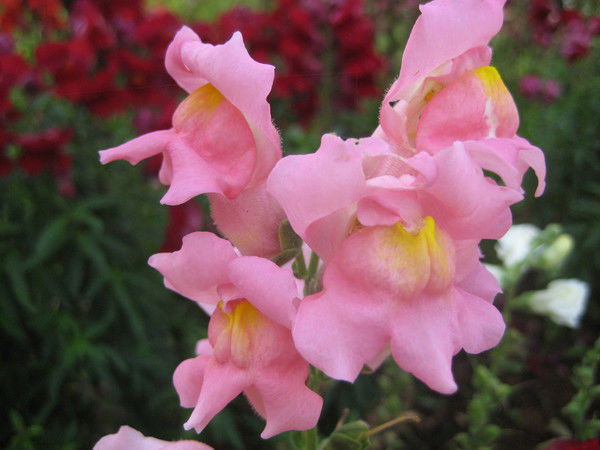 Кларисса Стар