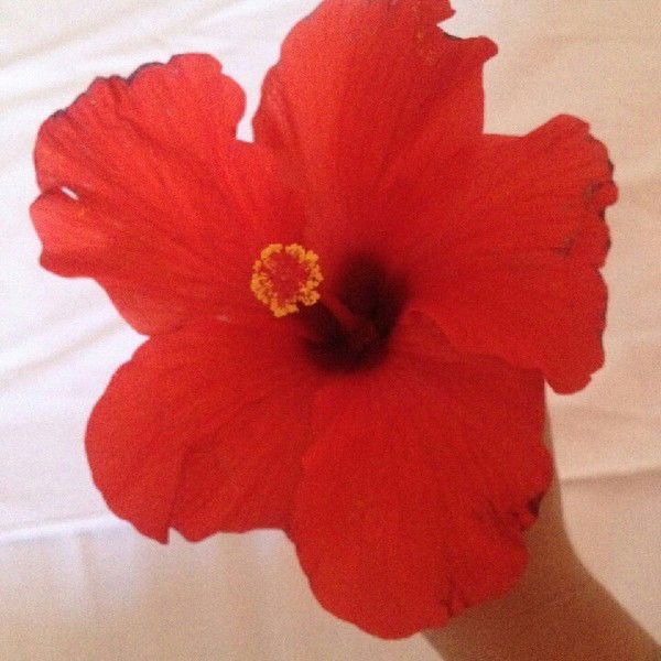 Катя Никонова