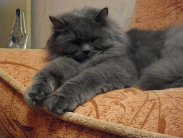 Виталий Никитин