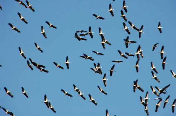 Калинникова Юлия