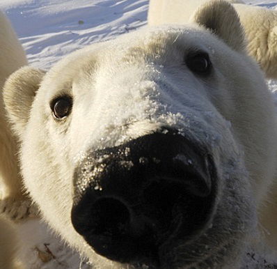 Владимир Примаченко