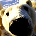 Владимир Примаченко