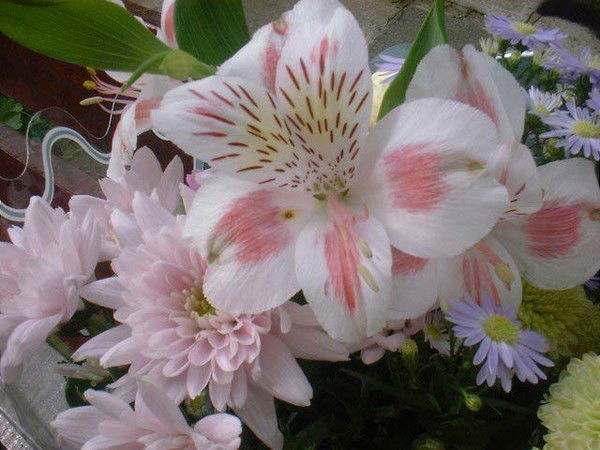 Марал Абдижаппарова