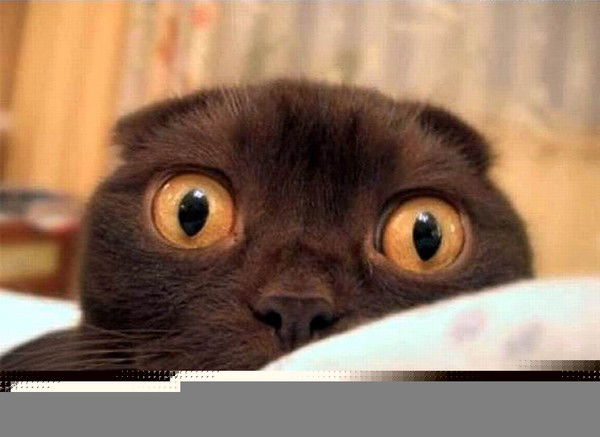 Алёна Троянова