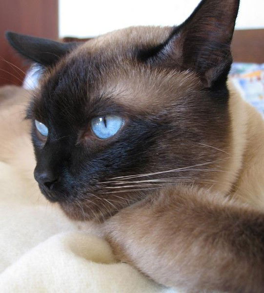 Александр Емельянов