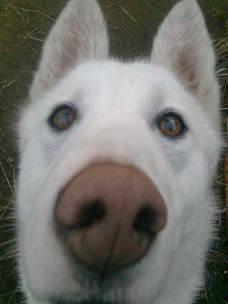 Александр Хальявин