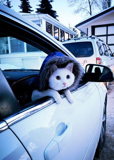 Ольга Алёшина