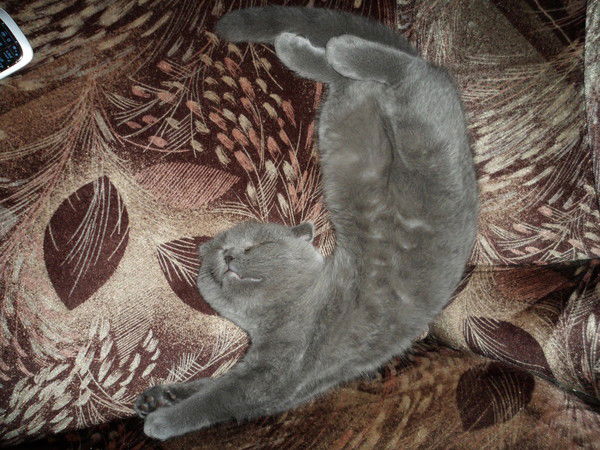 Елена Жемердей