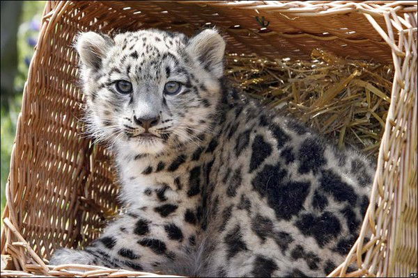 Барс Снежный