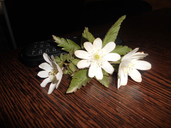 Саня Вдовин