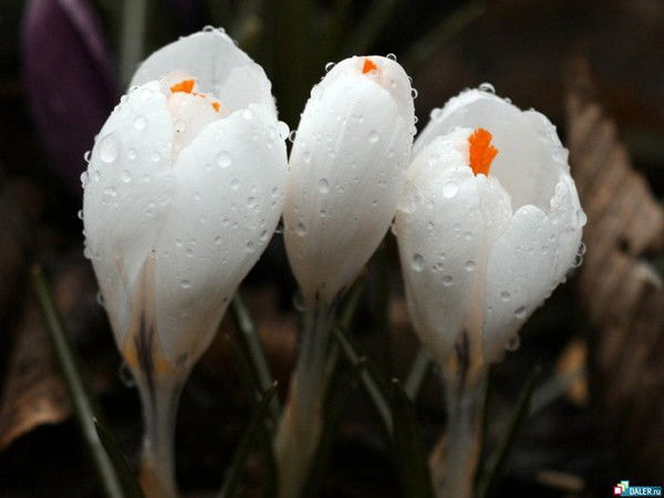 Меруерт Махсутова