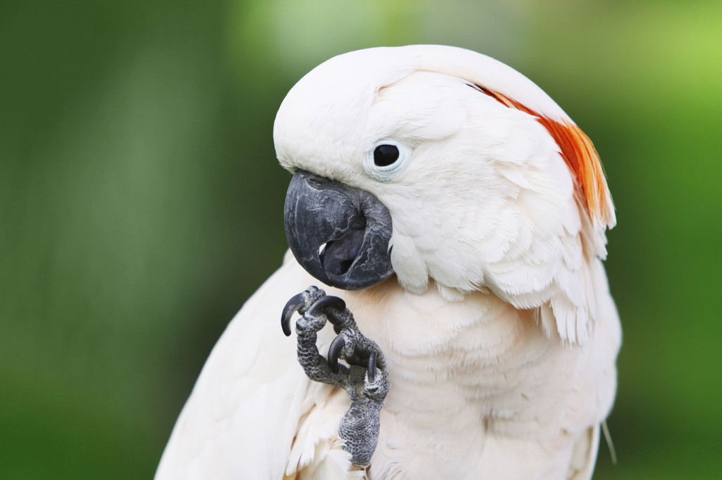 Белая Наталья